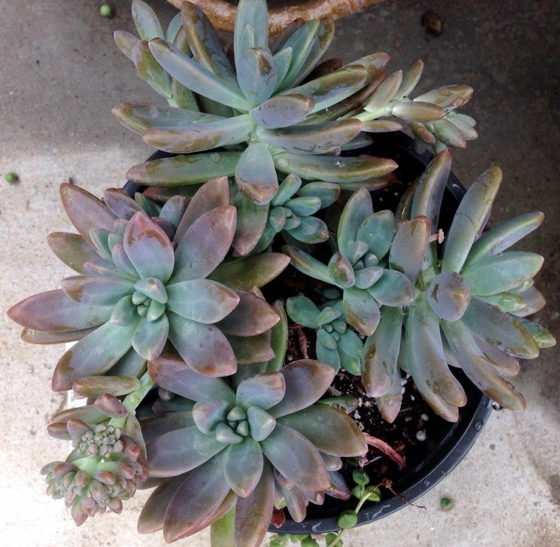 Pachyveria 'Blue Pearl' Cuttings - 2.5" Diameter - Succulent Plant Cuttings - Indoor Gardening