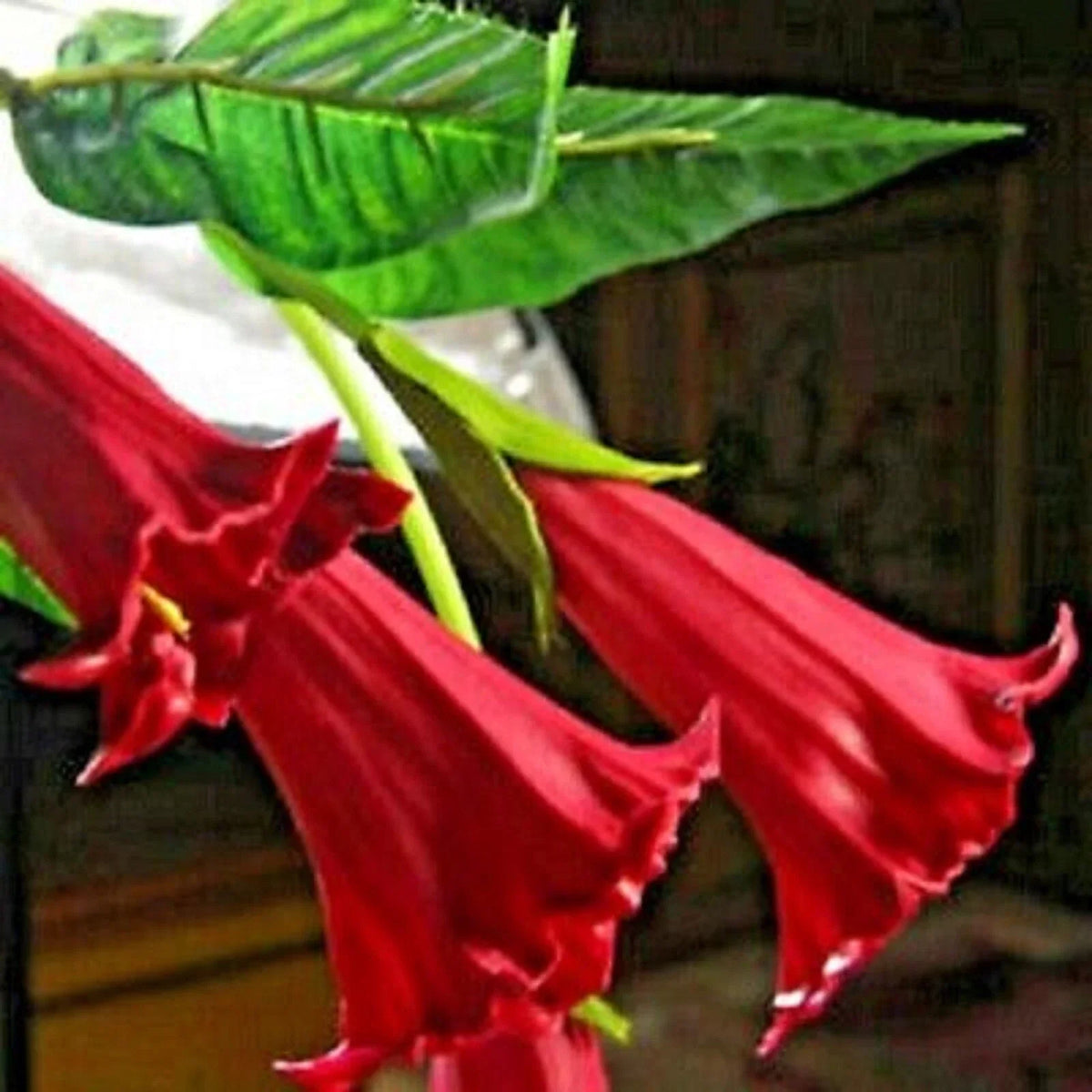 Candy Red Angel Trumpet Seeds - Brugmansia Datura - 10 Flower Seeds for Garden or Container Planting