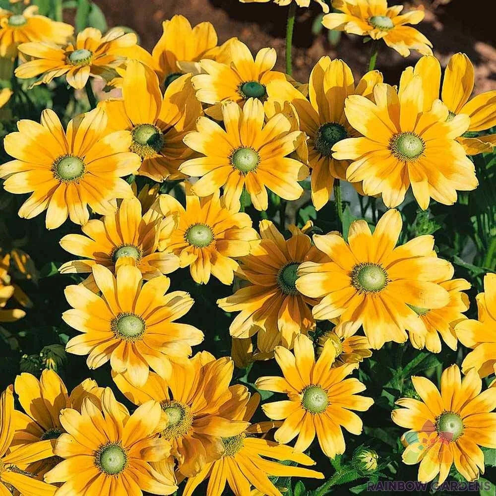 Rudbeckia Seeds - 200+ Green Eyes Variety - Black-Eyed Susan - Easy Garden Planting - Free Shipping USA