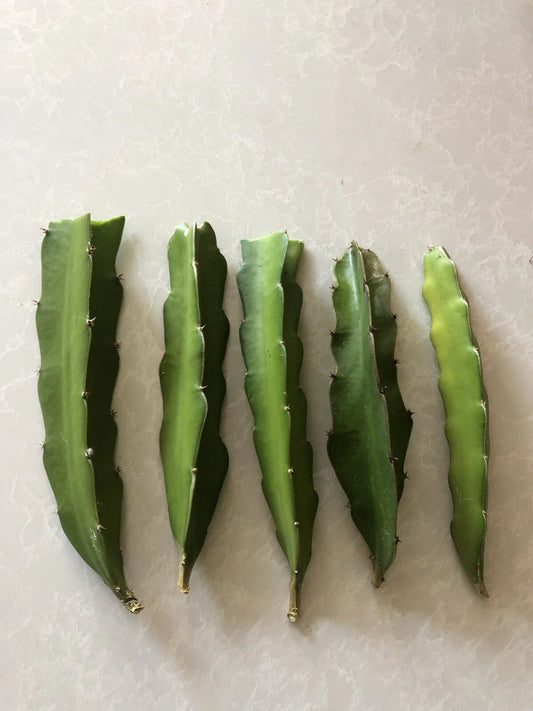 Red Dragon Fruit Cuttings 5 Pcs Pink Skin Red Flesh Ready To Plant Hylocereus undatus
