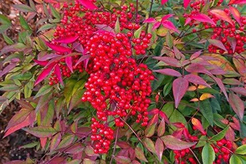 Heavenly Bamboo Seeds - 20 Pack - Perfect for Hedge - Nandina domestica - Made in USA, Ships from Iowa
