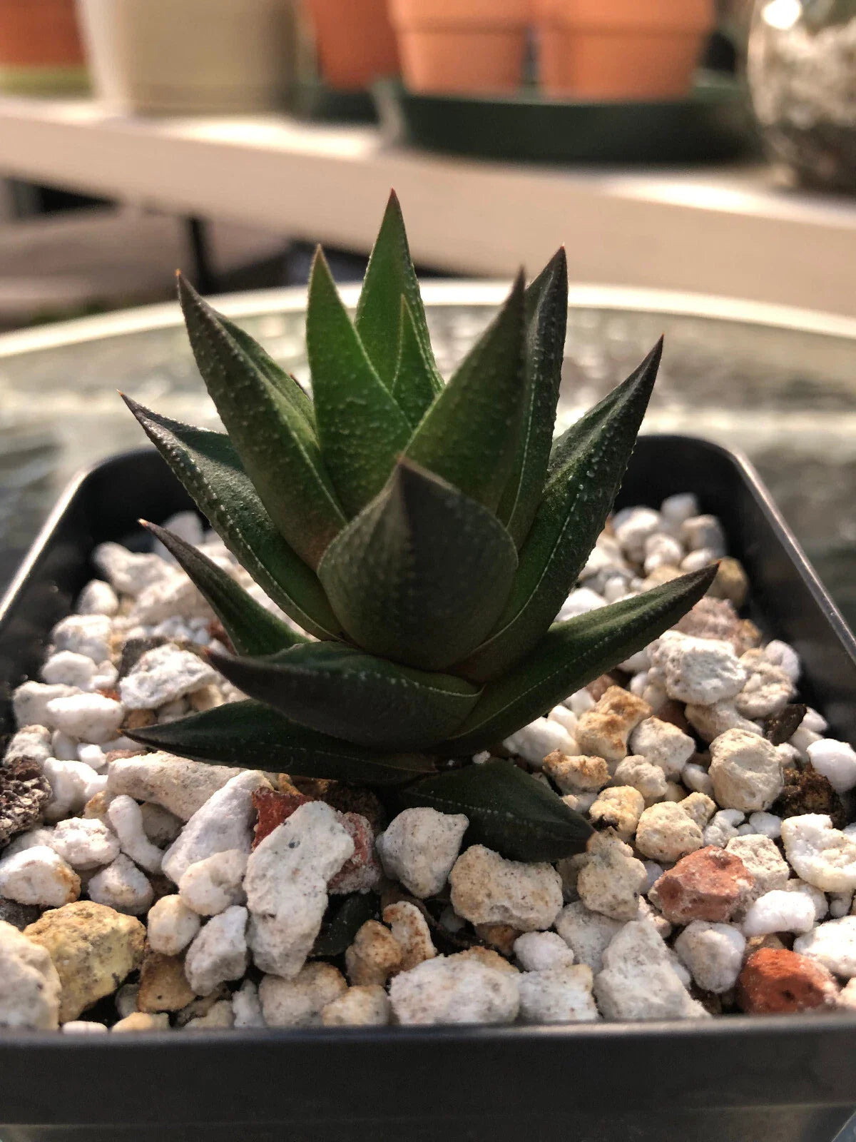 Haworthia Succulent Plant - Easy to Grow - 2 Free Cuttings - Indoor Decorative Cactus - Perfect for Home or Office