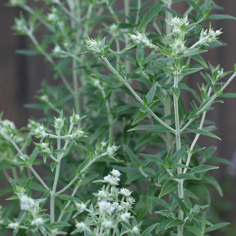 Mountain Mint Seeds - 650 Count - Pycnanthemum pilosum - Organic Herb Seeds for Garden and Landscaping