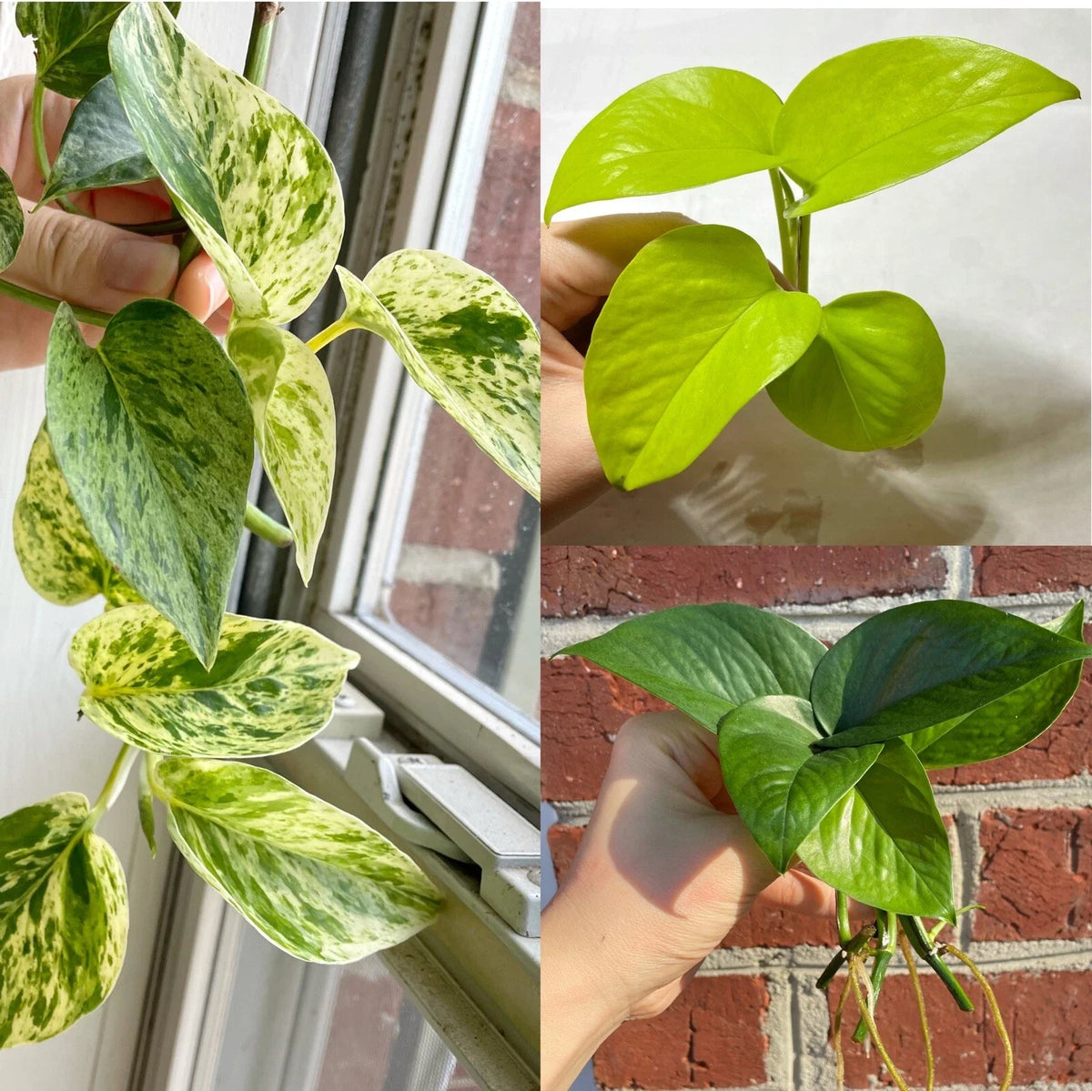 Pothos Cuttings Combo 6-Pack, Marble Queen, Lemon Neon, Jade Green - Epipremnum aureum