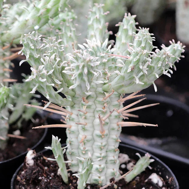 Euphorbia Mammillaris Variegata - Indian Corn Cob - 4" Diameter Rooted Plant - Unique Succulent