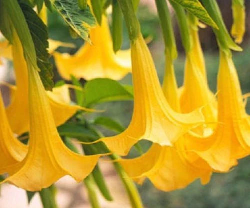 Yellow Angel Trumpet Seeds - 10 Fragrant Tropical Flower Seeds - Brugmansia spp. for Garden Planting