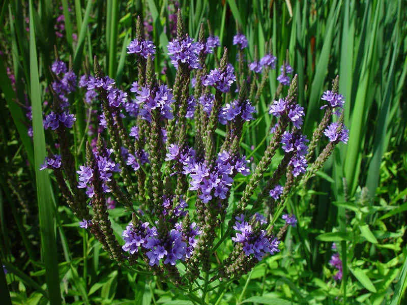 Vervain Seeds - 335 Seeds - Blue Flower Perennial Swamp Vervain - Verbena hastata - GroCo