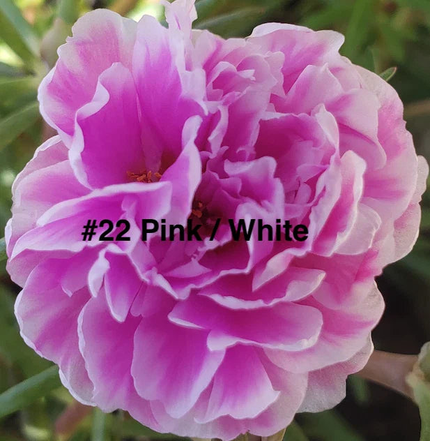 Moss Rose Cuttings - 10 Unrooted Pink/White Portulaca Grandiflora Cuttings for Gardening