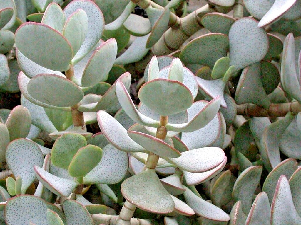 Succulent Cuttings 3-Pack 2-4" Silver Dollar Jade Crassula Arborescens Blue-Grey Foliage Red Edges Unrooted Plant