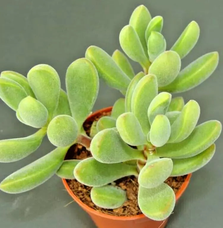 Succulent Crassula Rogersii Velvet Club 1 Live Plant Yellow Blooms - Crassula rogersii