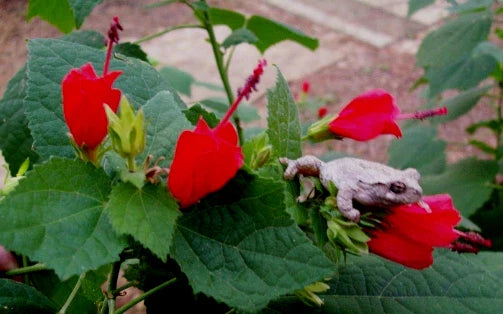 Turk's Cap Plants 6" Starter Red Flowers Malvaviscus Penduliflorus Shrub Bush