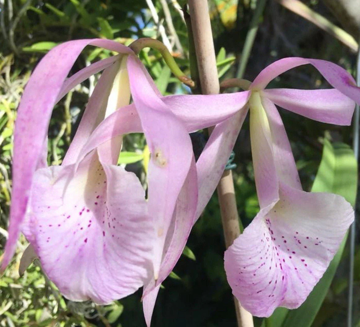 Bc Jenosa Orchid Plant - Bare Root - B. nodosa x C. jenmanii - Fragrant Blooming Variety - Perfect for Collectors