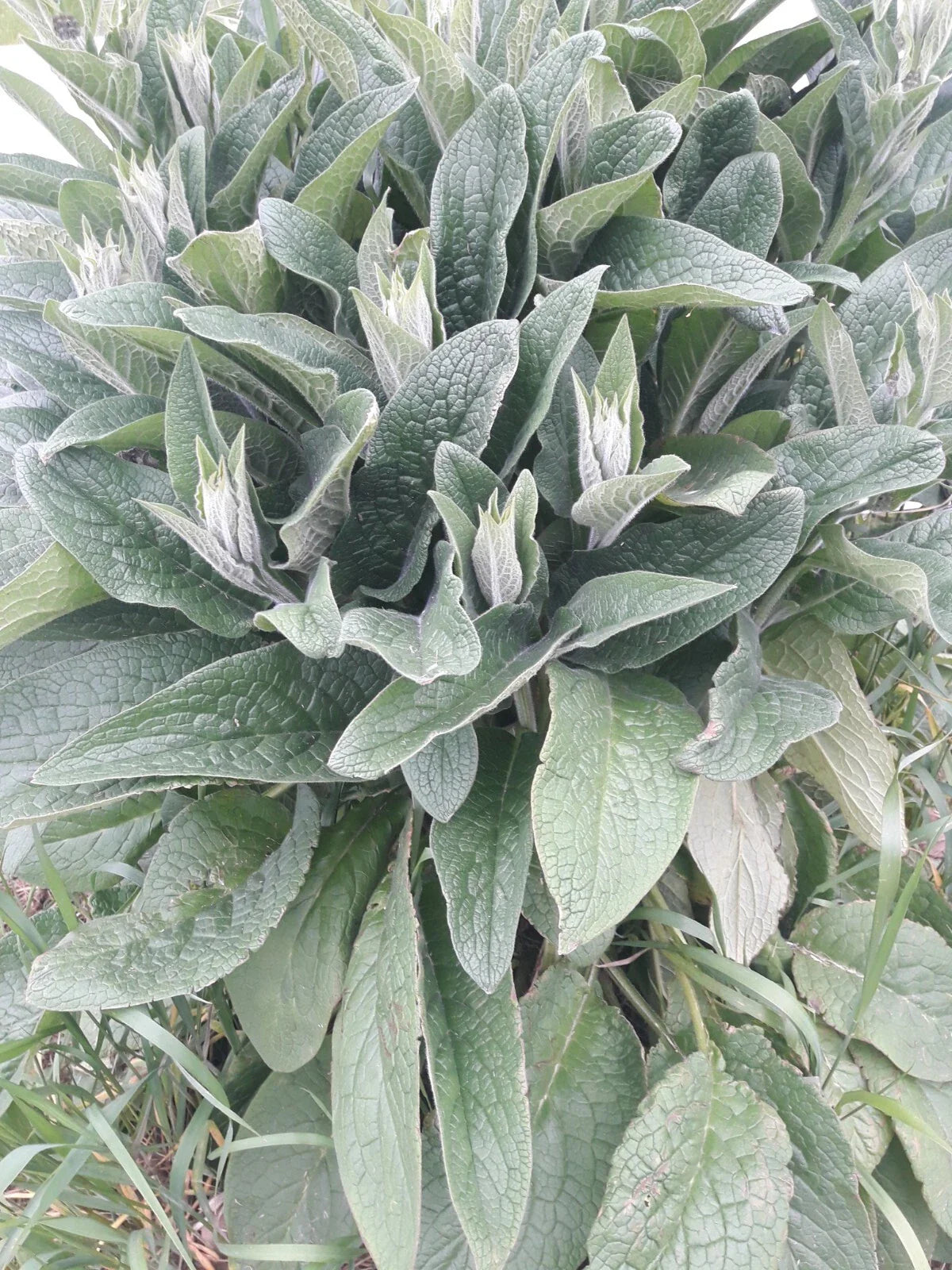 Comfrey Root Cuttings LIVE 3-4" Bocking 4 - Organic Herb Plant for Medicinal Use, Garden, or Landscaping - Symphytum officinale