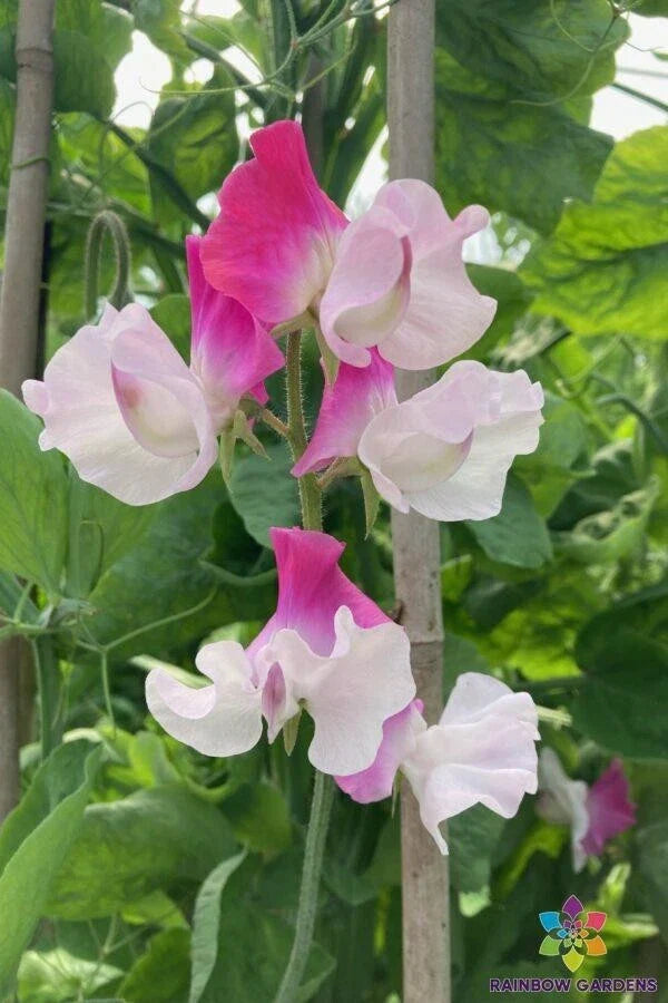 Sweet Pea Seeds - 50+ Sunshine Pink Bicolour - Lathyrus odoratus - Garden Planting - USA