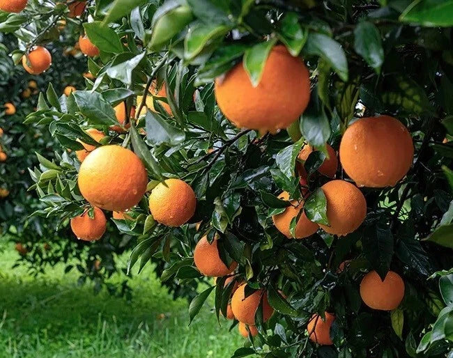 California Navel Orange Scions Cuttings 6-8 inches for Grafting and Rooting - Citrus sinensis