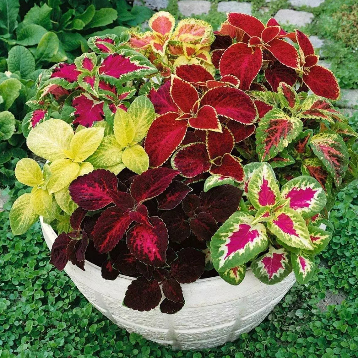 Coleus Seeds 500 Count Jazz Combo Mix (Solenostemon scutellarioides) - Colorful Foliage for Gardening and Landscaping
