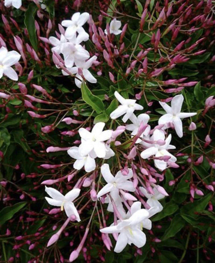 Pink Star Jasmine Cuttings - Five Fragrant Cuttings for Planting - Trachelospermum jasminoides