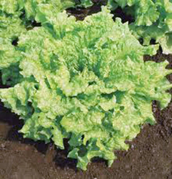 Lettuce Seeds - Heirloom Leaf Simpson BS - 25+ Seeds - Delicious Crisp Greens - Organic Gardening