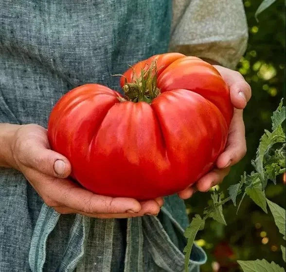 Giant Beefsteak Tomato Seeds - 30+ Heirloom Organic NON-GMO - Fresh Gardening Seeds - Solanum lycopersicum