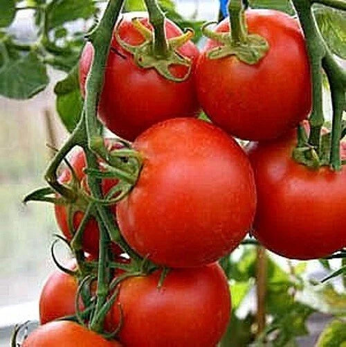Fastest Tomato Seeds - 42 Day Variety - +25 Seeds - Perfect for Quick Harvests - Solanum lycopersicum