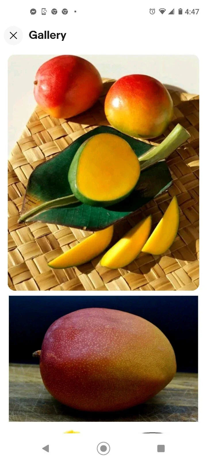 Kent Mango Seeds - 4 Fresh USA So Sweet Mangifera indica