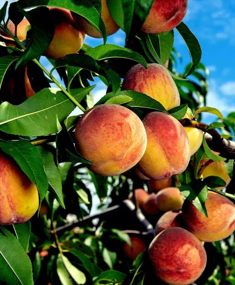 Yellow Peach Tree Cuttings 5''-7'' Organic No Roots Fast Growing Cold Hardy Prunus persica