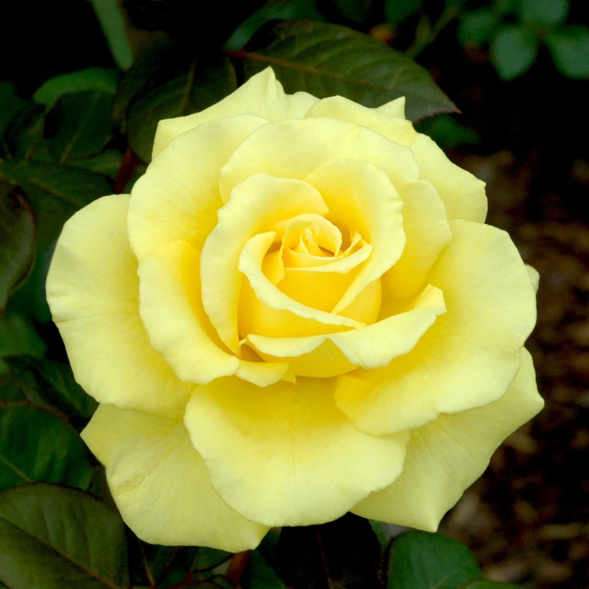 Yellow Texas Rose Cuttings (3) for Rooting - Rosa Texana