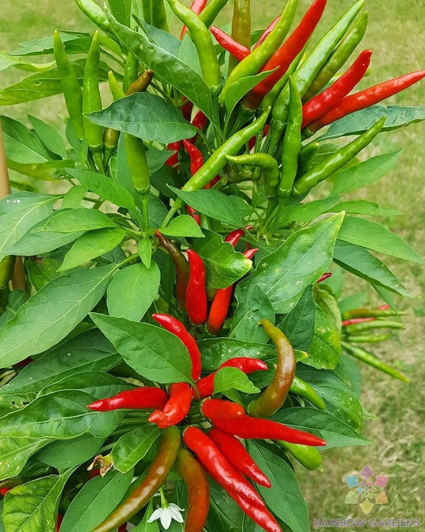 Tien Tsin Hot Pepper 25 Seeds - Spicy Variety for Garden Planting - Capsicum annuum - USA