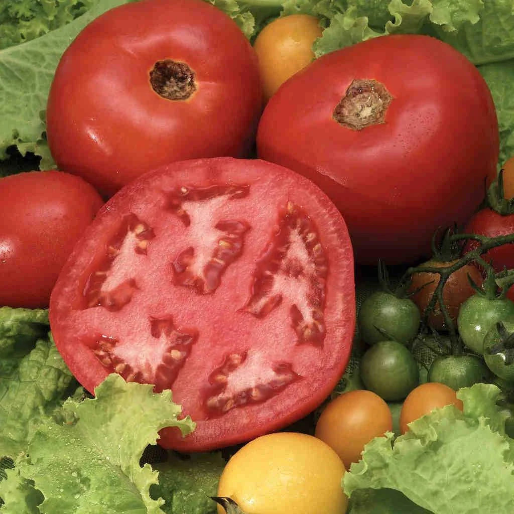 Beefsteak Tomato Seeds - 120+ Heirloom Organic Seeds for Tasty Home Gardening - Solanum lycopersicum
