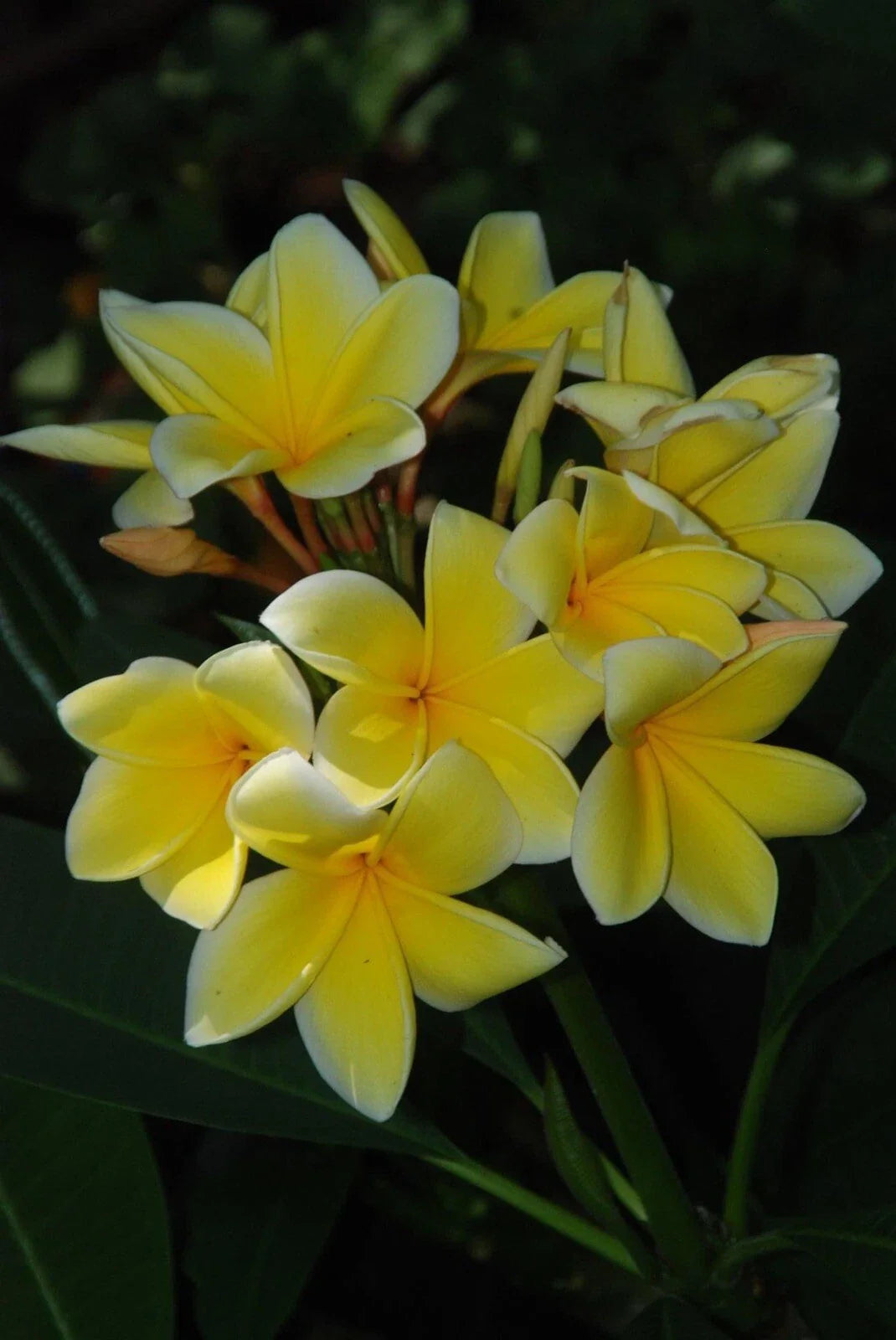 Plumeria Cutting 15”-20” Fresh Florida Grown Frangipani (Plumeria spp.)