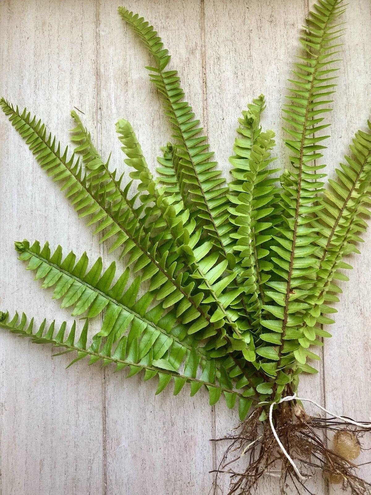 Rooted Ferns - 25 Pack - Boston Ferns - Nephrolepis exaltata - Healthy Fast Growing Plants