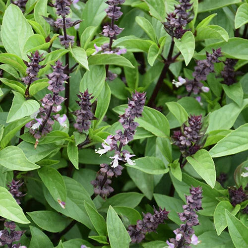 Cinnamon Basil Seeds - Heirloom Non-GMO - Ocimum basilicum 'Cinnamon' - Free Shipping - Seed Store 1125