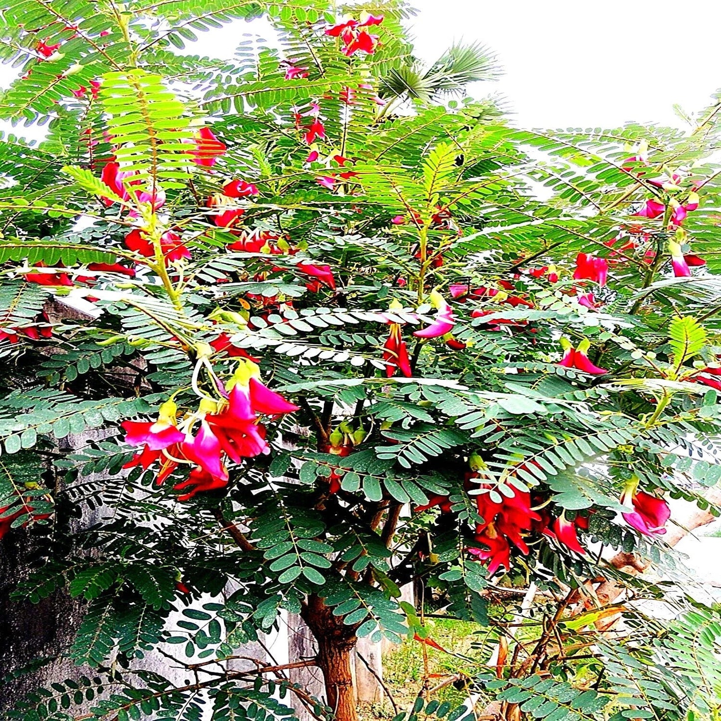 20 Hummingbird Tree Seeds - Agati Flower Plant - Sesbania grandiflora - Rare Tropical Seeds for Gardens
