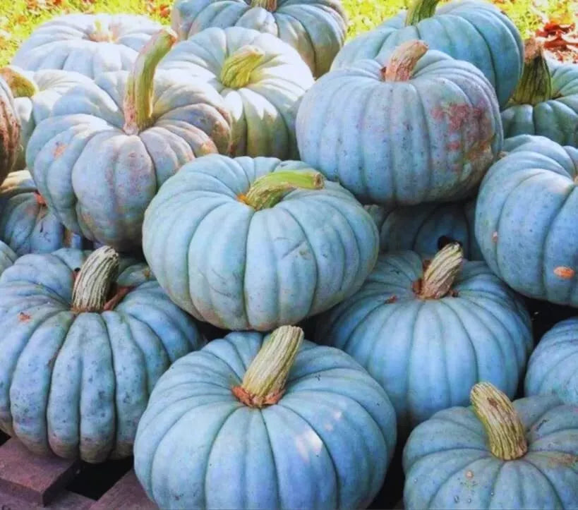 Jarrahdale Blue Pumpkin Seeds | 10 Seeds per Packet | Blue Jarrahdale Pumpkin (Cucurbita maxima)