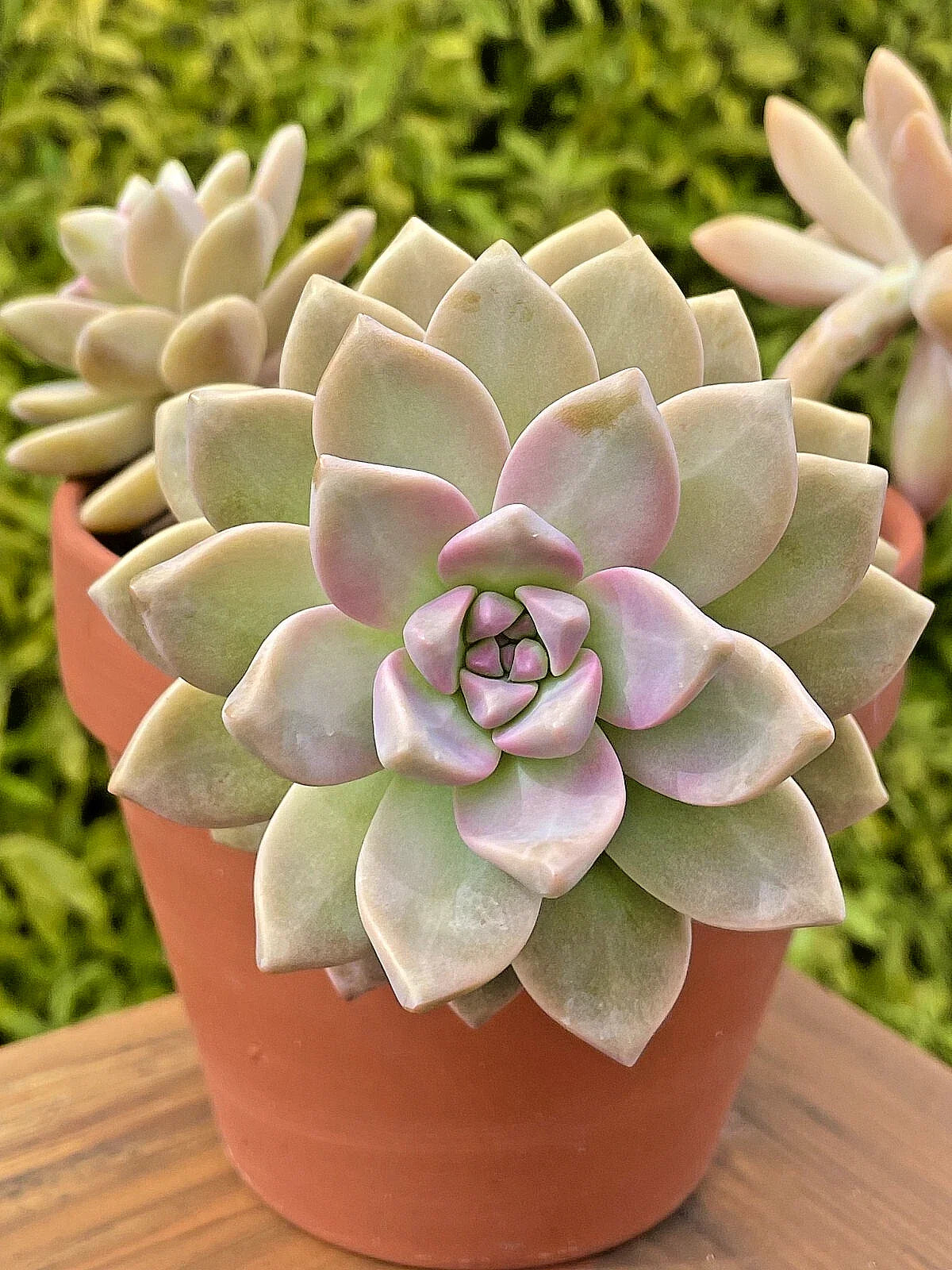 Graptosedum Ghosty Succulent Cutting - Rare 3-Inch Unrooted Live Plant - Unique One-Head Variety