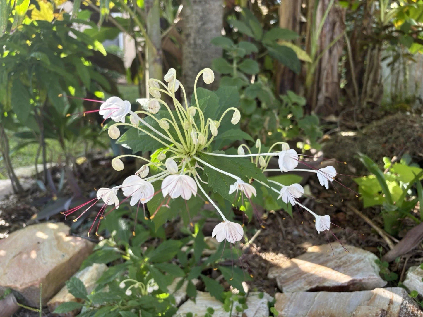 Musical Note Cuttings - 8 Clerodendrum incisum - Decorative Indoor Plant Cuttings for Gardening