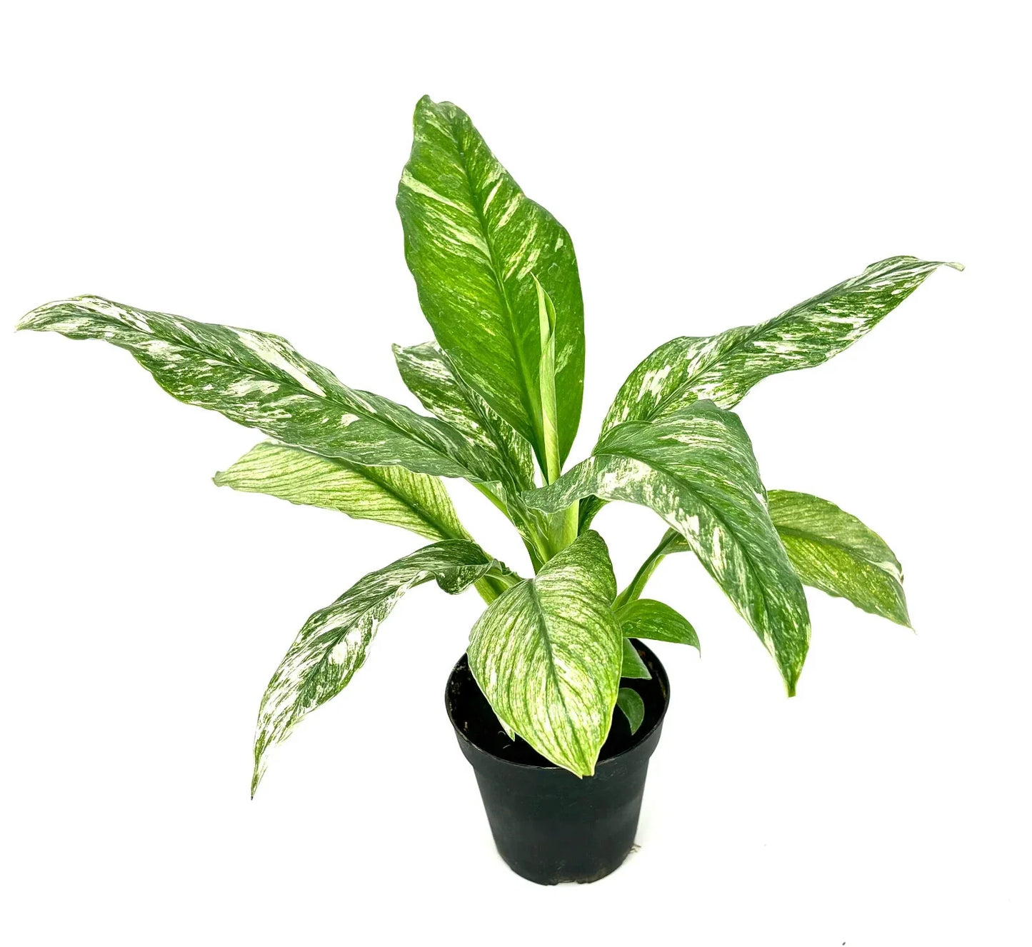 Variegated Peace Lily Plant, 3.5” Pot, Air Purifying Houseplant, Spathiphyllum