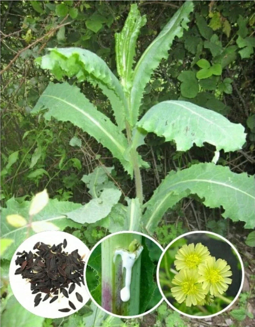 Wild Lettuce Herb Seeds - 30+ Heirloom Organic Seeds (Lactuca virosa) - Non-GMO, Edible Greens, Medicinal Plant