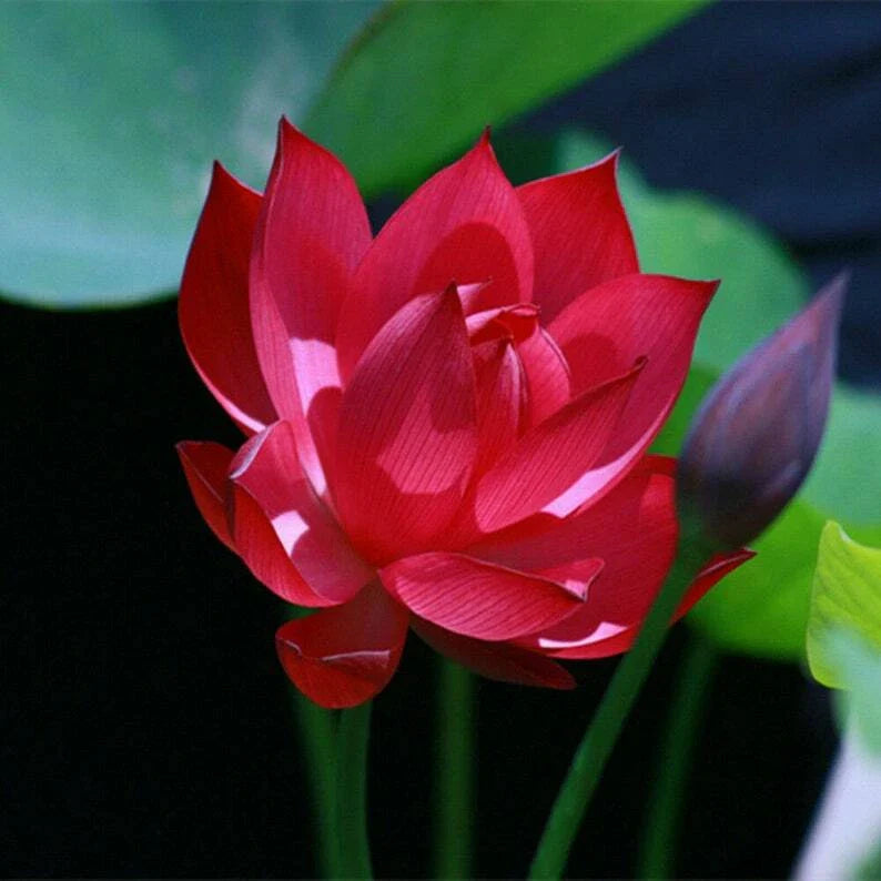 Red Lotus Seeds - 5 Hardy Tropical Nelumbo nucifera Flowering Blooms for Aquatic Gardens