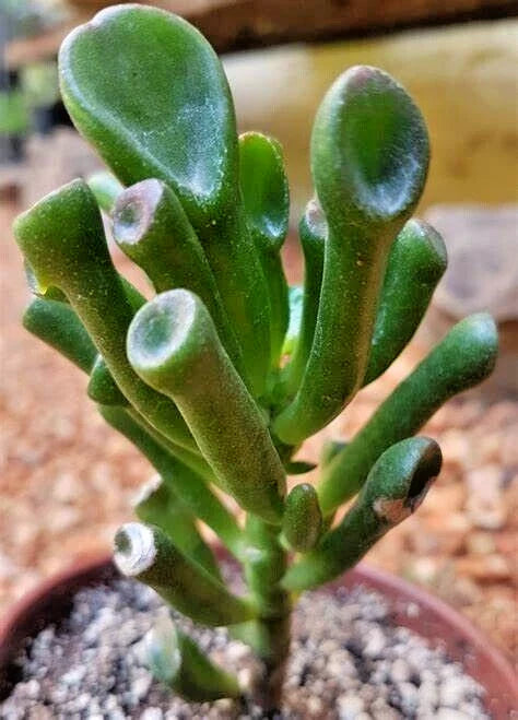 Succulent Crassula Ovata Gollum Jade 2-4" Live Money Plant Tree