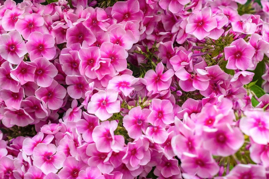 Phlox Seeds 100+ Count Monica Lynden-Bell Variety for Garden Planting - USA