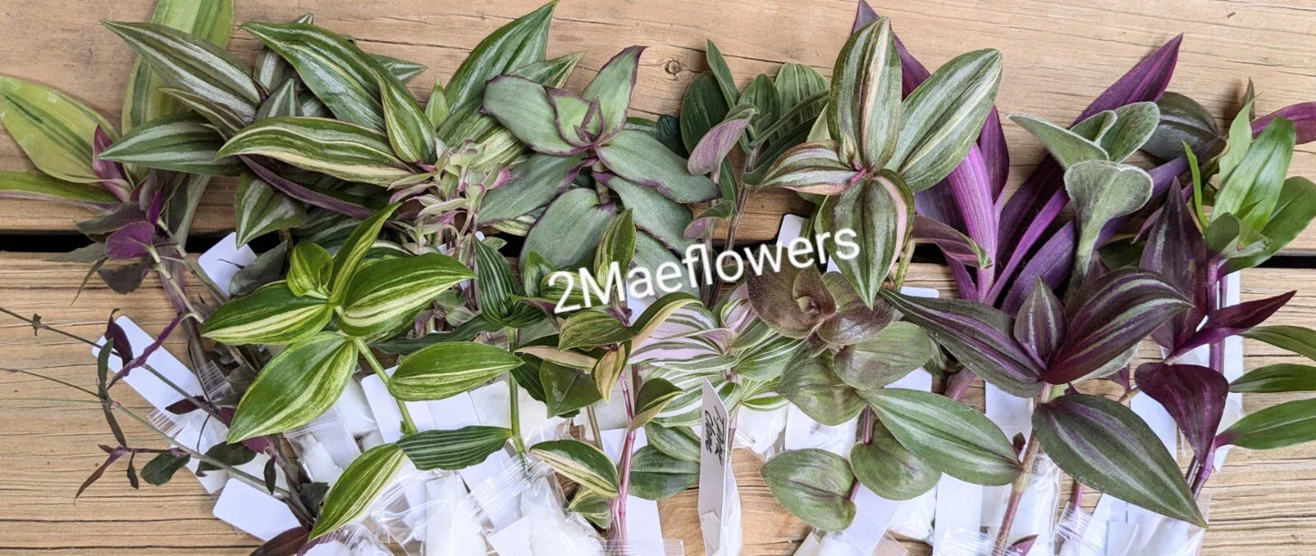 Tradescantia Cuttings - 10 Varieties of Commelinaceae - Unique Houseplant Cuttings for Propagation and Indoor Decor