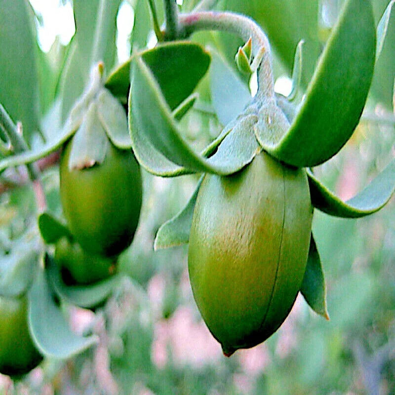 Jojoba Tree 20 Seeds - Rare Simmondsia chinensis - Medicinal Fruit Oil Goat Nut Plant - Organic Grow Your Own