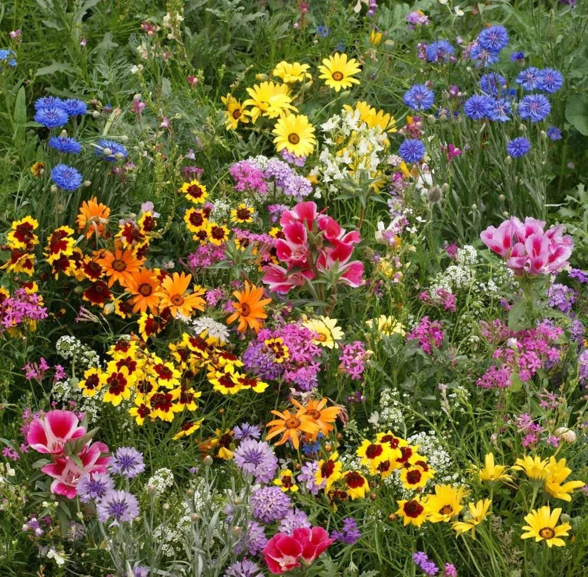 Wildflower Mix Seeds, Late Bloomer, Autumn Flowers, Fall Bloom, 100% Natural