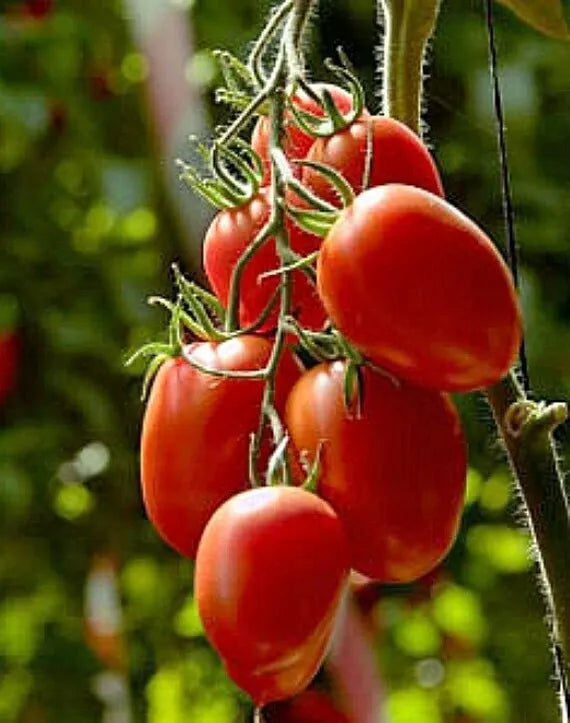 Rio Grande Tomato Seeds - Organic Heirloom Non-GMO - 10+ Seeds - Perfect for Home Gardens - Solanum lycopersicum