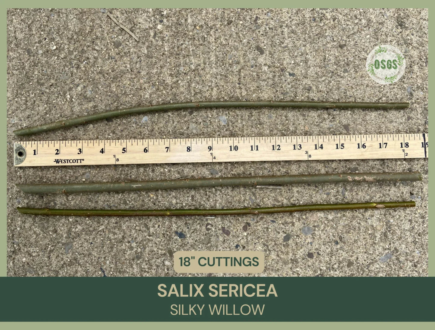 Silky Willow Cuttings Lot of 5 | 18" Fresh Salix sericea | Native Plant Cuttings for Propagation