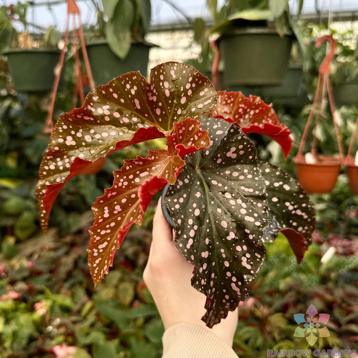 Cracklin Rosie Begonia Seeds - 25+ Pack for Garden Planting - Begonia x tuberhybrida - USA
