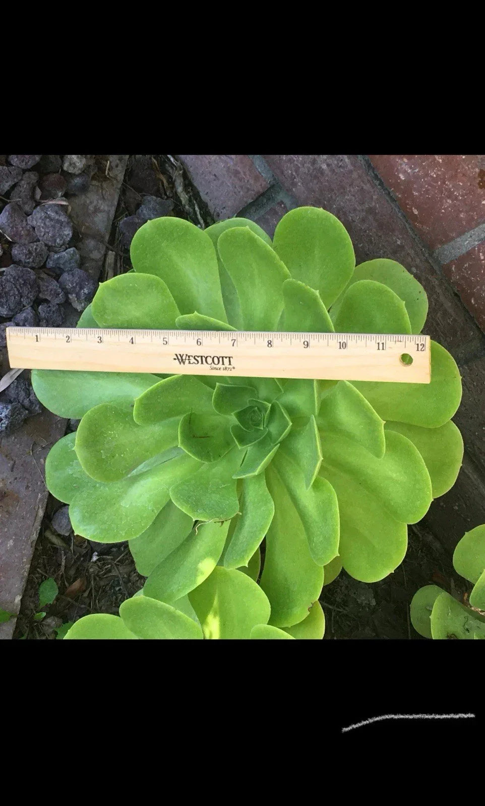 Succulent Cutting 6"-12" Gigantic Aeonium Arboreum Rosettes Cactus Rose Plant