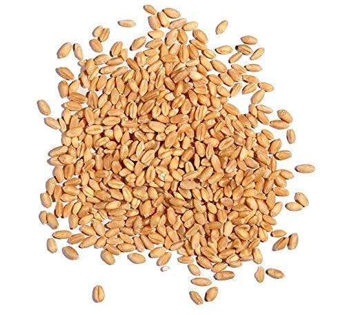 Wheat Berries 5 Pounds Farm Fresh Hard Red Winter Wheat Berries Triticum aestivum - Made in USA