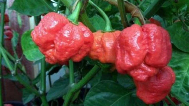 Trinidad Moruga Scorpion Red Seeds - 1000 Pack - World's Hottest Pepper Seeds - Capsicum chinense